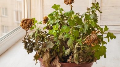 hồi sinh cây cảnh sắp chết
