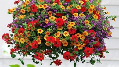 các loại hoa rủ trồng ban công