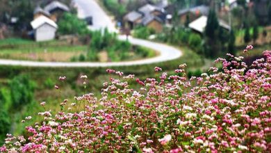 mùa hoa tam giác mạch